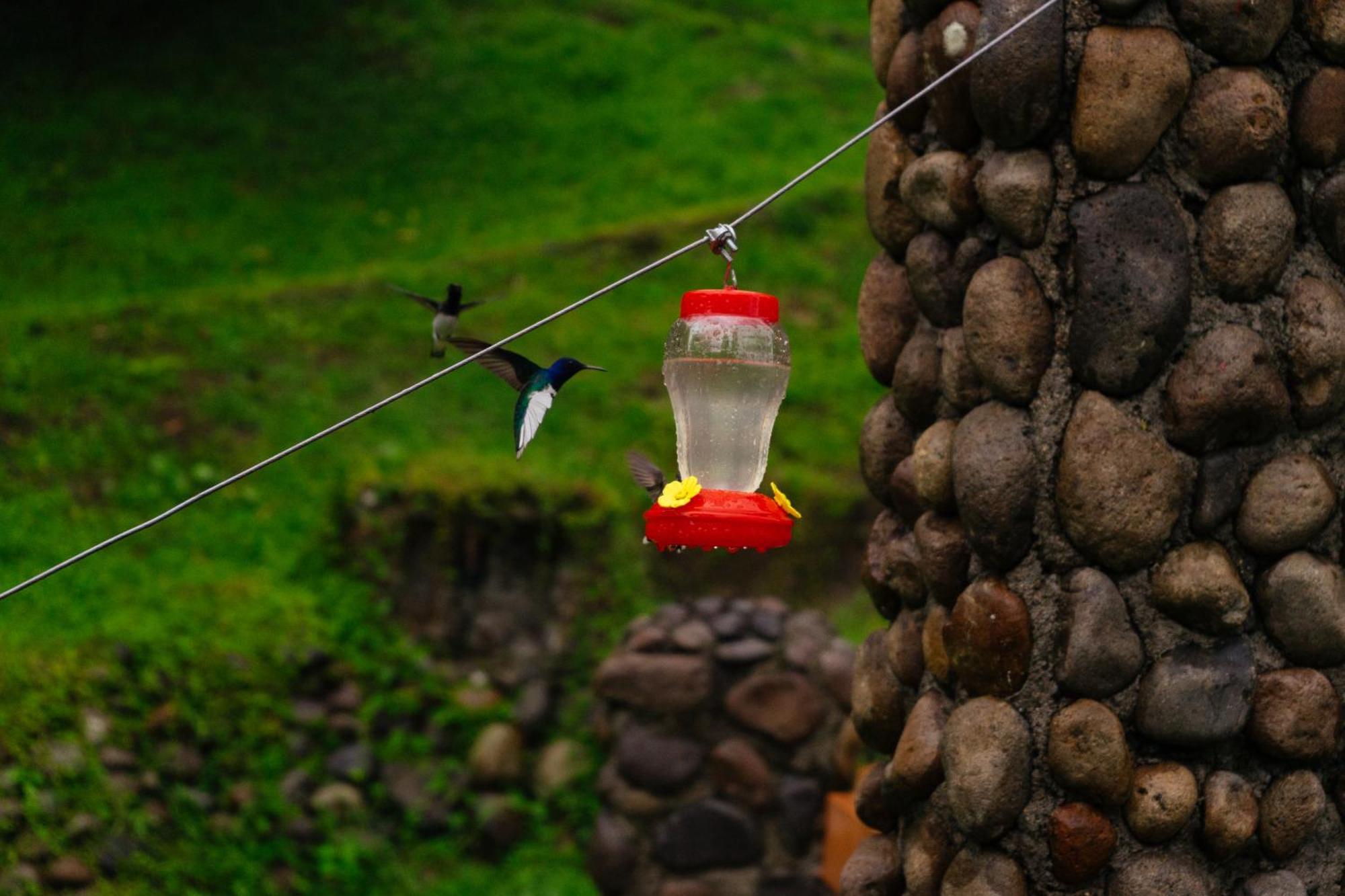 Pura Vista Glamping Hotel El Castillo Kültér fotó
